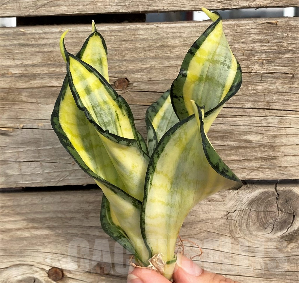 SHPR42662 Sansevieria 'Golden Wendy' - Зображення 2