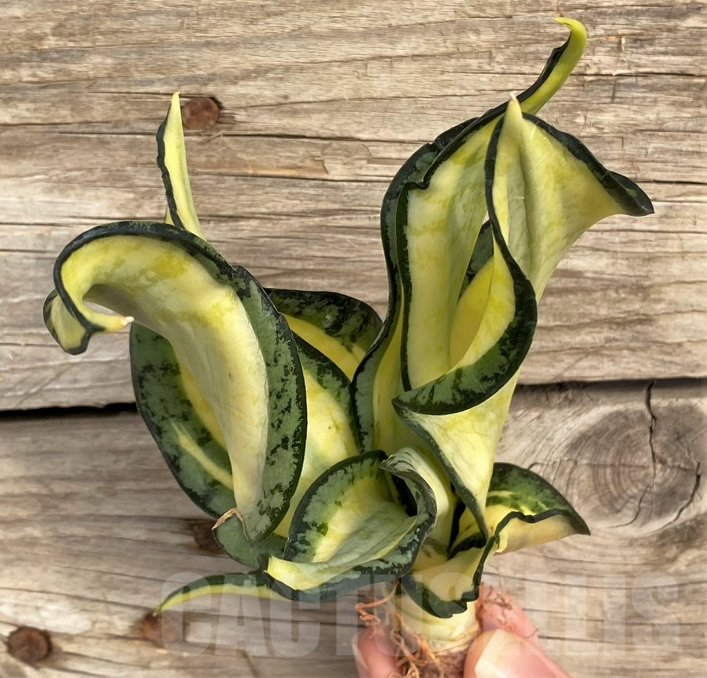 SHPR42662 Sansevieria 'Golden Wendy'