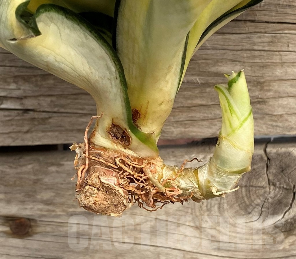 SHPR42664 Sansevieria 'Golden Wendy' - Зображення 3