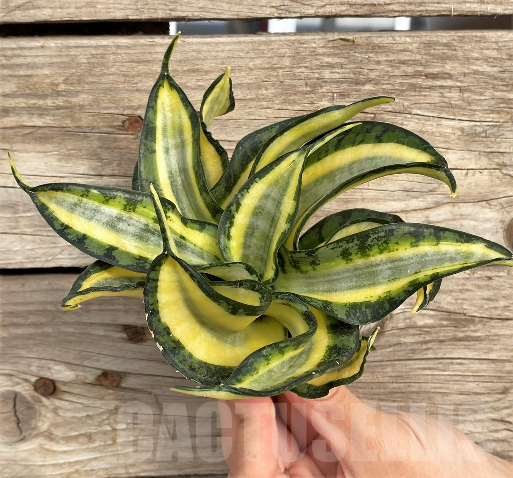 SHPR42664 Sansevieria 'Golden Wendy' - Зображення 2