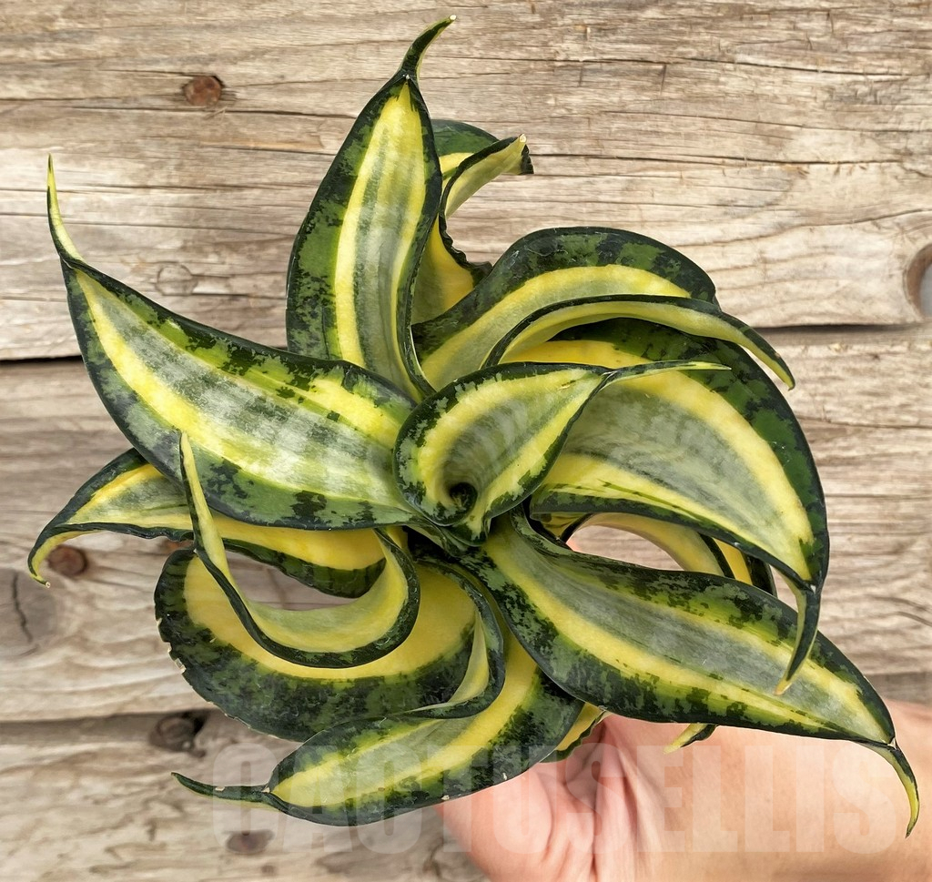SHPR42664 Sansevieria 'Golden Wendy'