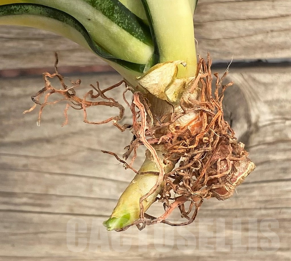 SHPR42666 Sansevieria 'Golden Wendy' - Зображення 2