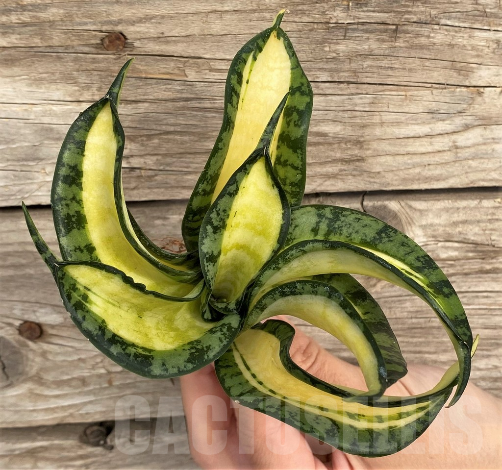 SHPR42666 Sansevieria 'Golden Wendy'