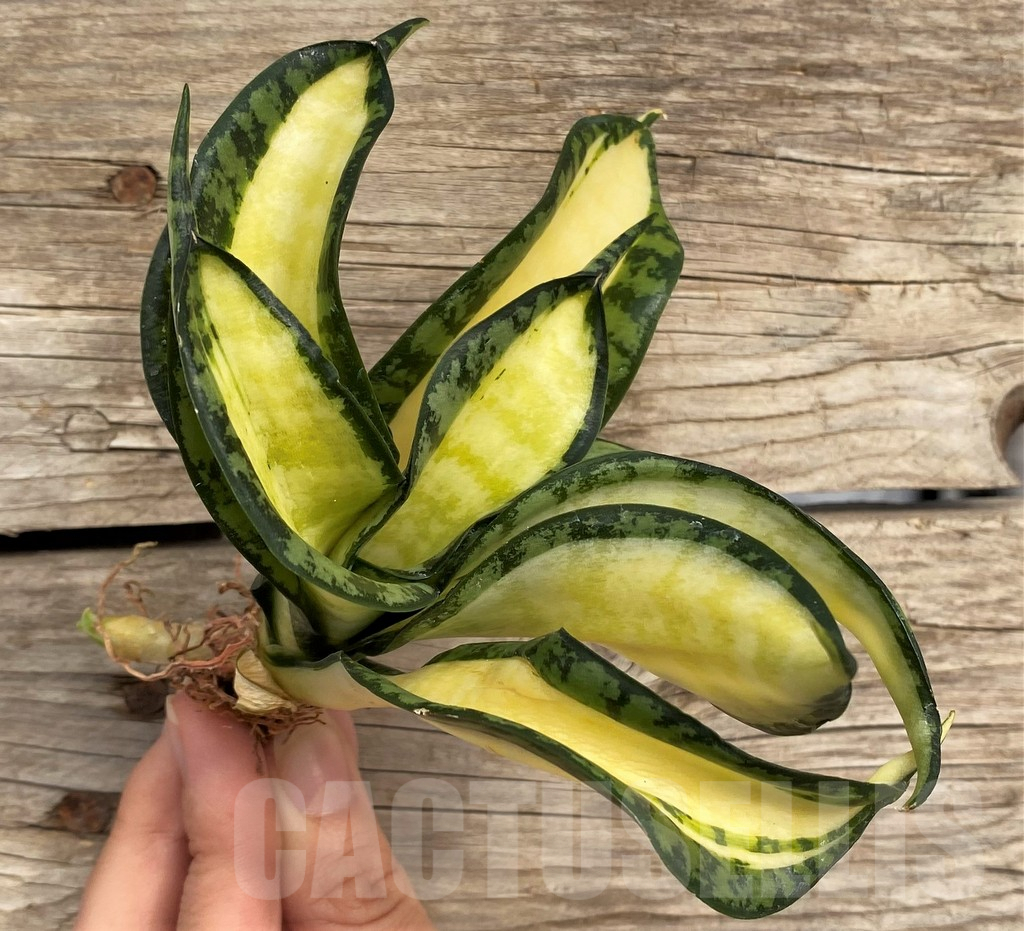 SHPR42666 Sansevieria 'Golden Wendy' - Зображення 3