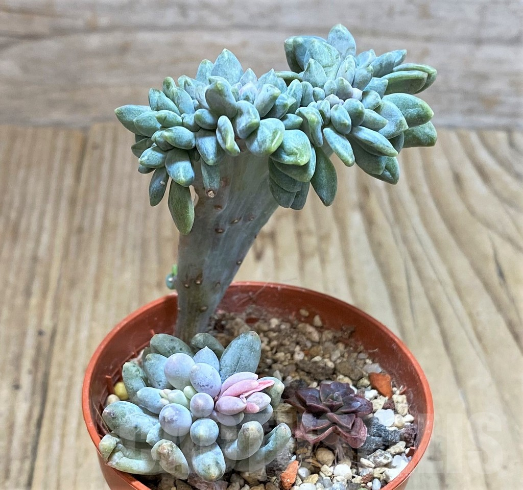 SHPR42813 Succulent mix - Image 2