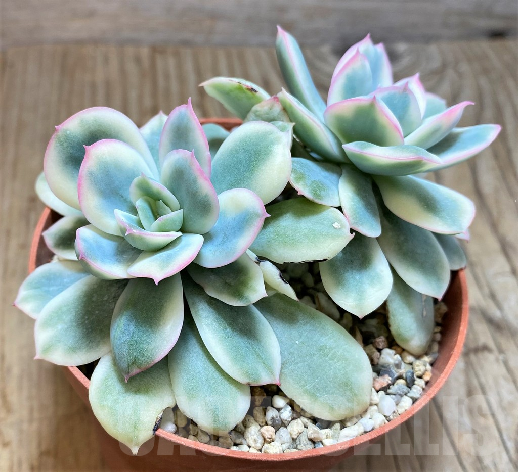 SHPR42814 Echeveria ‘Lemon and Lime White Mutation’ - Image 2
