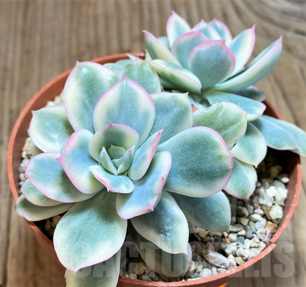 SHPR42814 Echeveria ‘Lemon and Lime White Mutation’