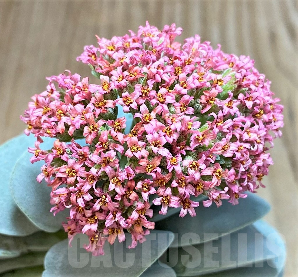 SHPR42815 Crassula 'Morgan's Beauty'