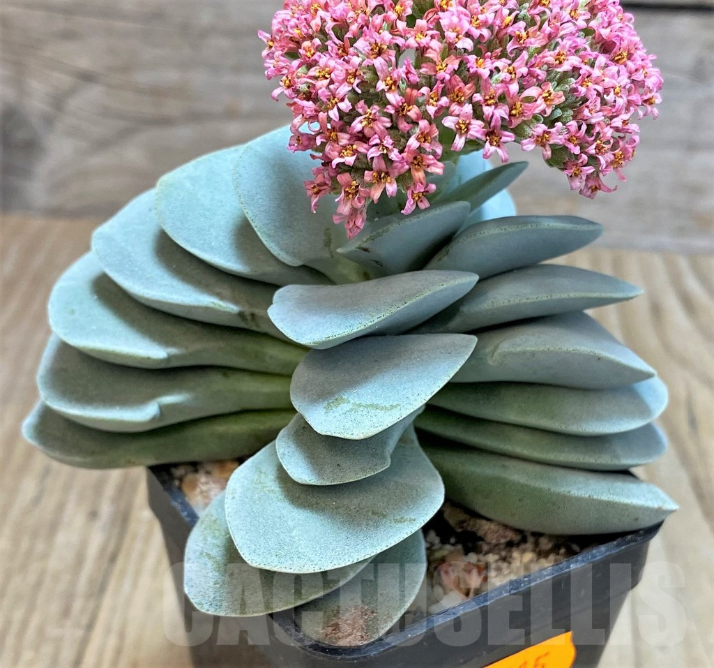 SHPR42815 Crassula 'Morgan's Beauty' - Image 3