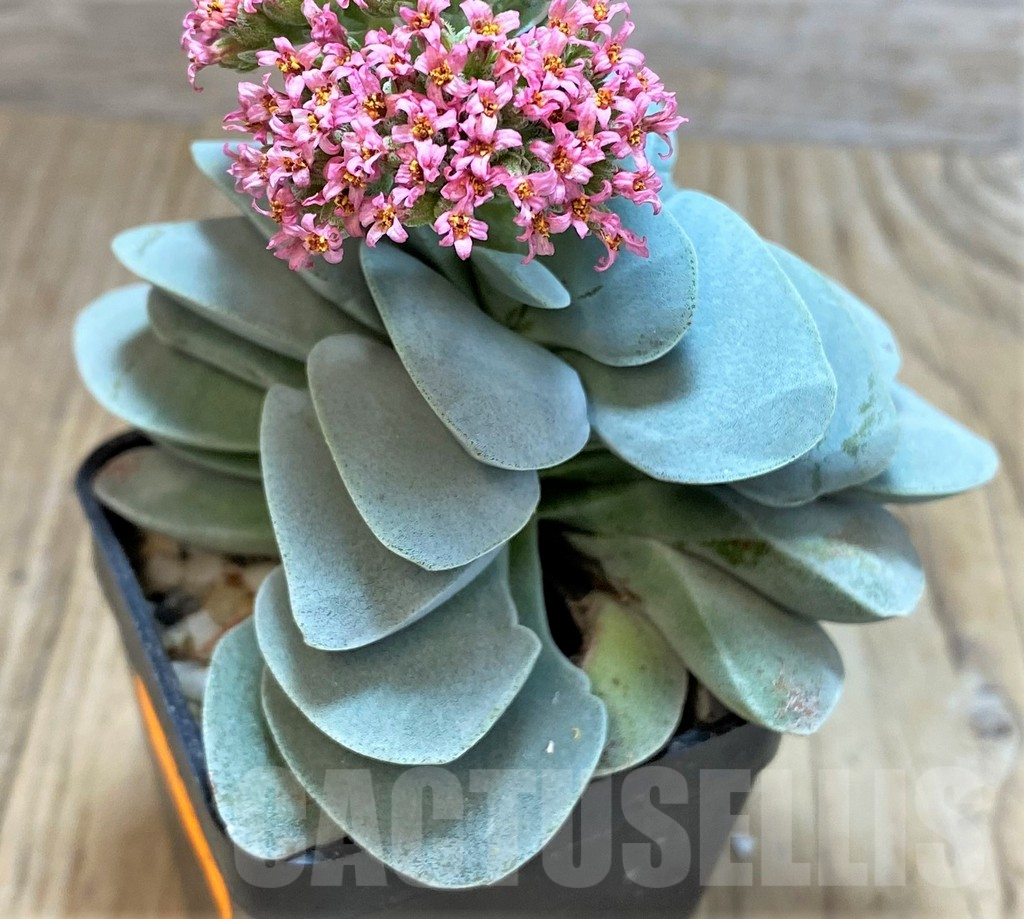SHPR42815 Crassula 'Morgan's Beauty' - Image 2
