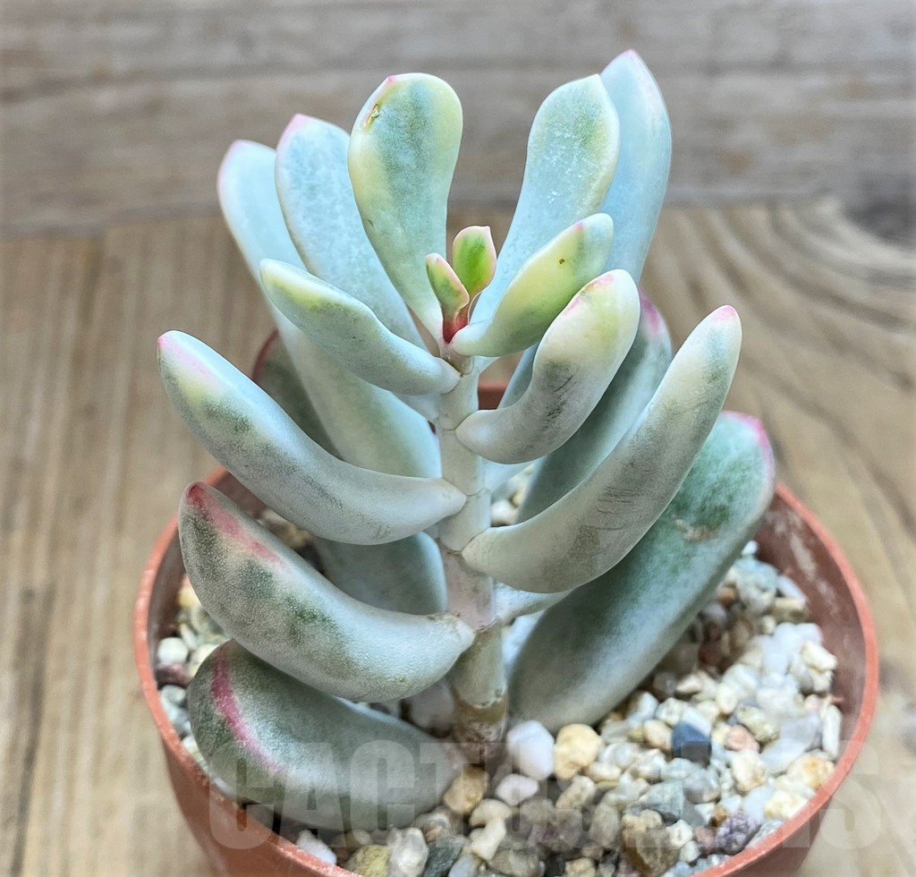 SHPR42817 Cotyledon orbiculata f. variegata, long leaf