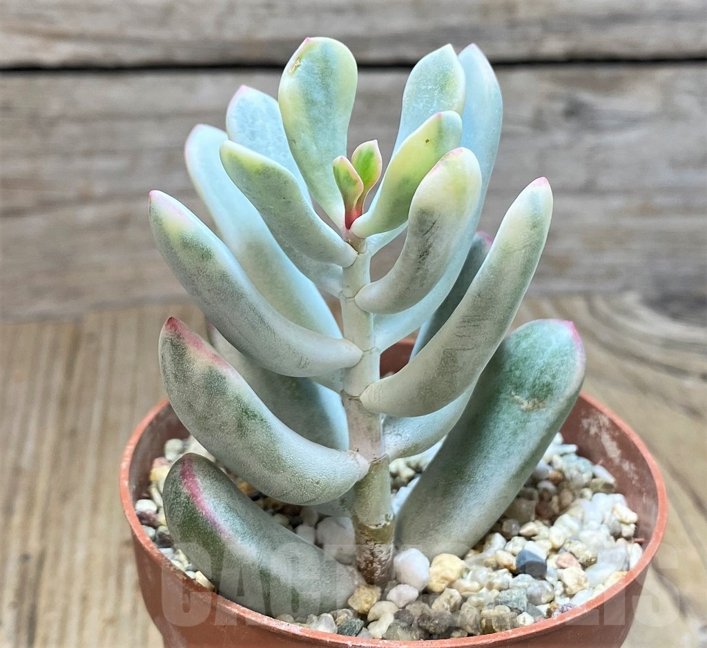 SHPR42817 Cotyledon orbiculata f. variegata, long leaf - Image 2