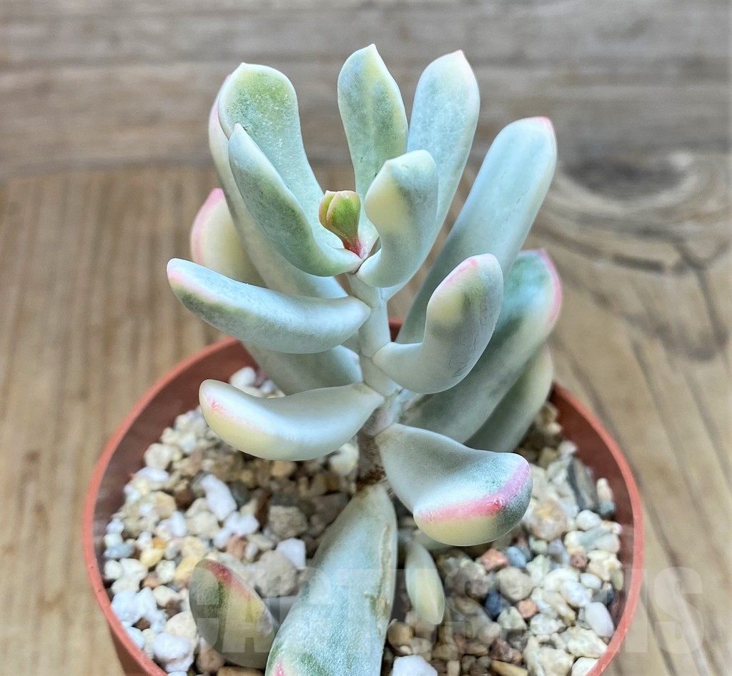 SHPR42818 Cotyledon orbiculata f. variegata, long leaf