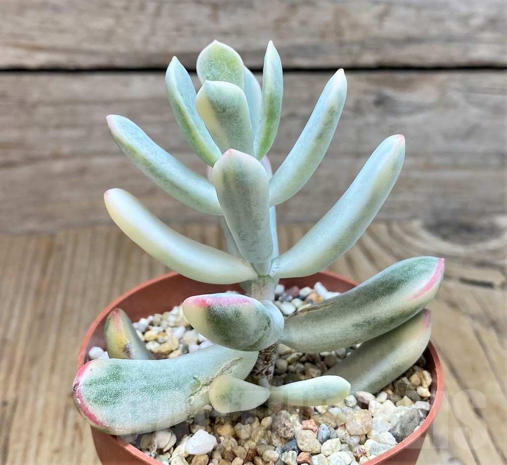 SHPR42818 Cotyledon orbiculata f. variegata, long leaf - Image 2