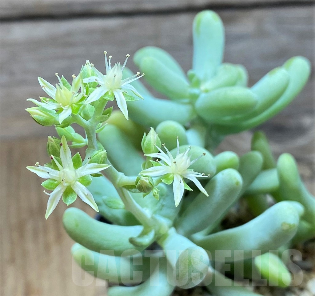 SHPR42819 Sedum allantoides