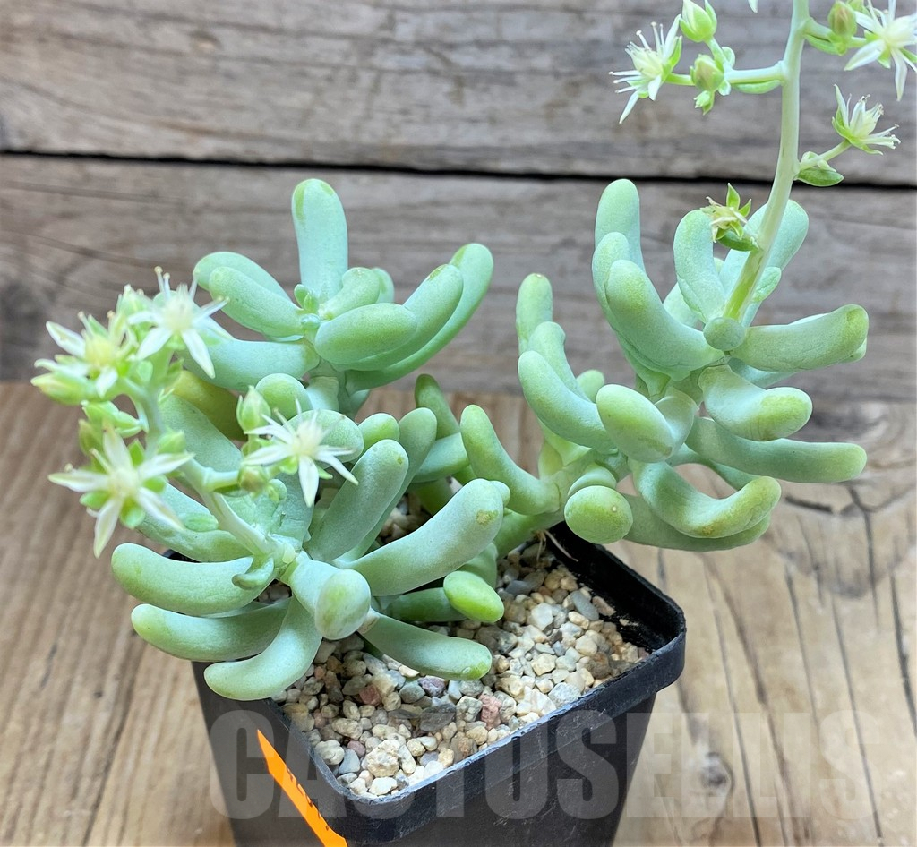 SHPR42819 Sedum allantoides - Image 2