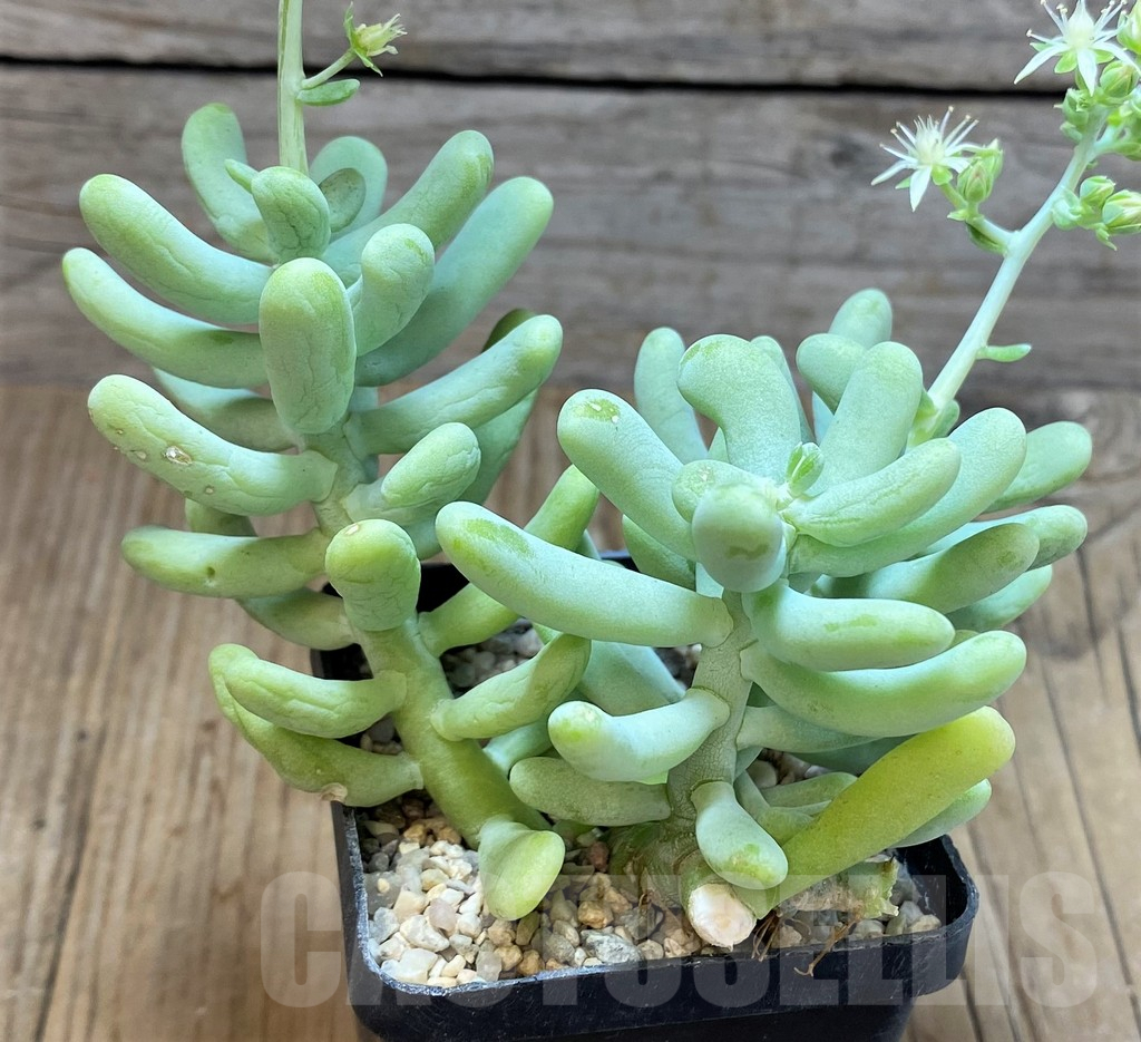 SHPR42819 Sedum allantoides - Image 3