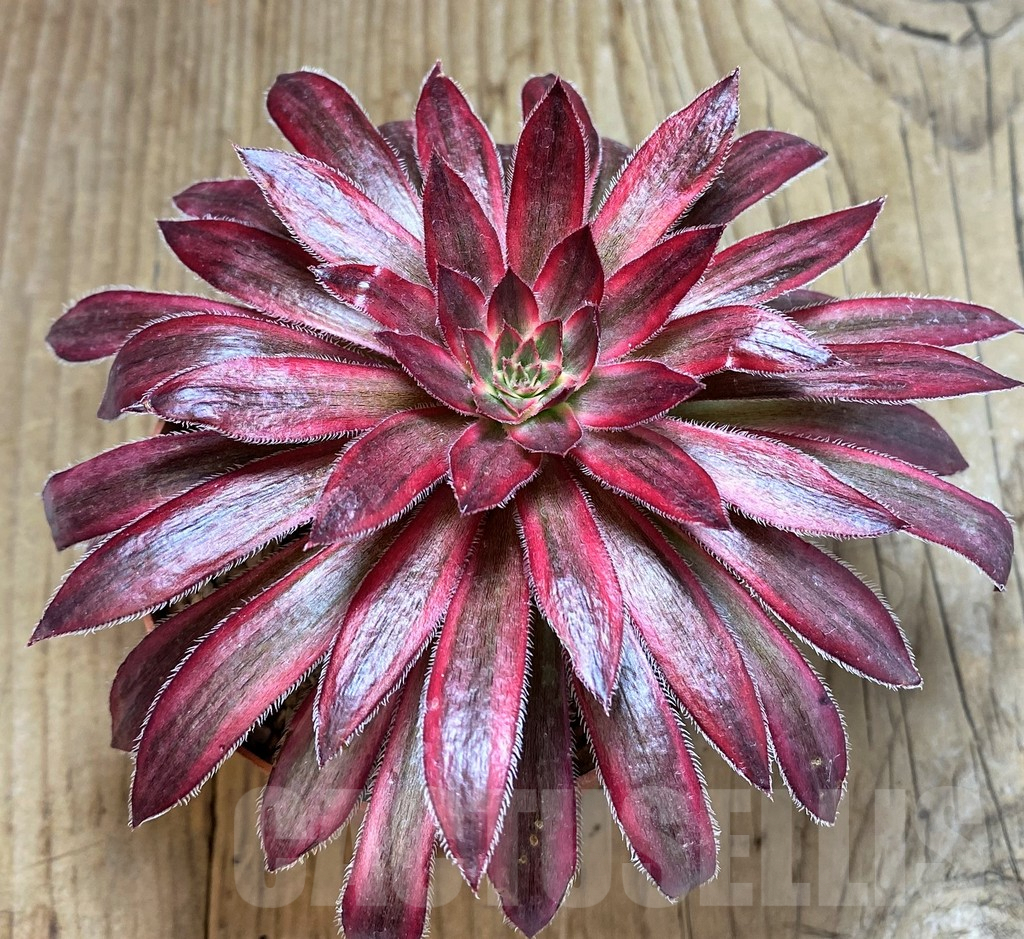 SHPR42820 Aeonium 'Peacock' f.variegata