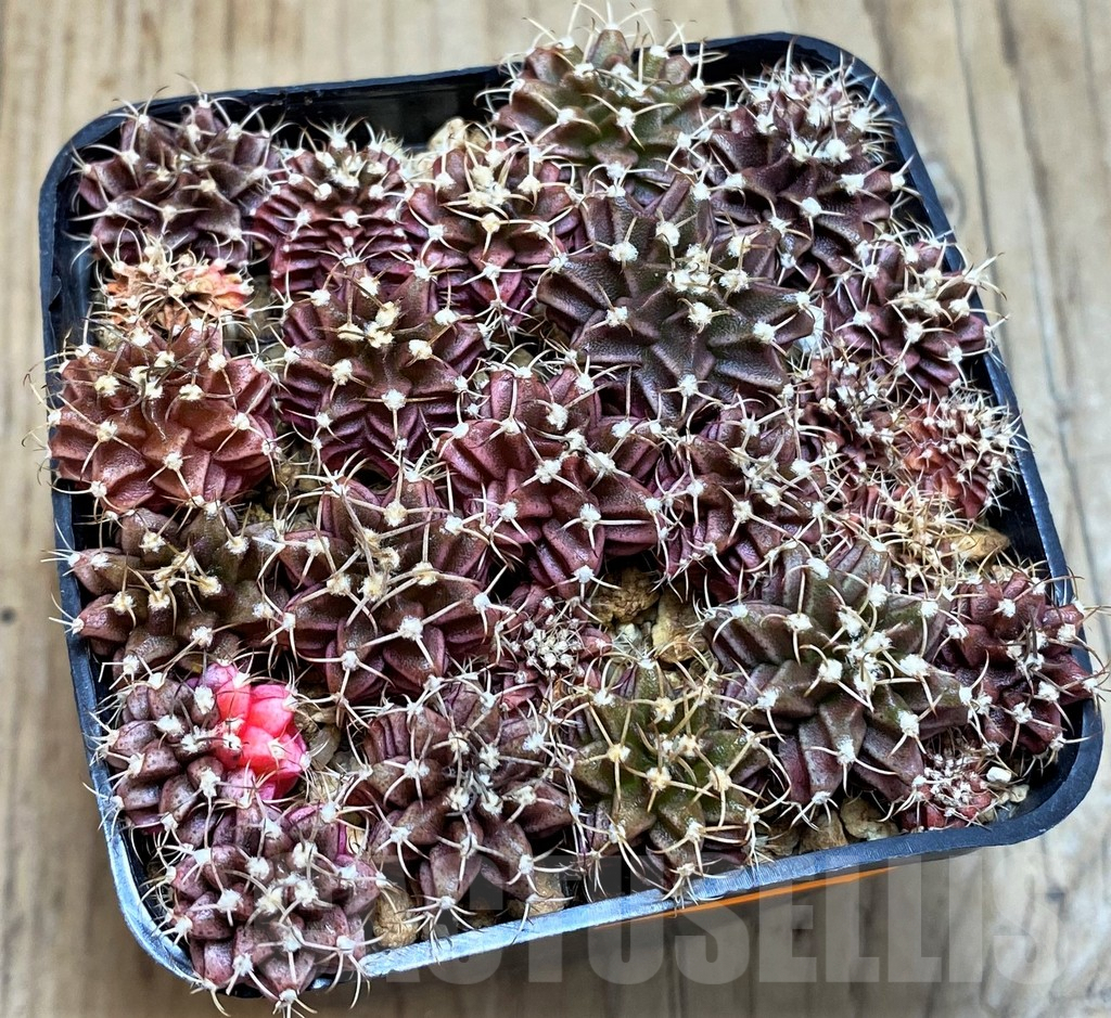 SHPR42821 Gymnocalycium mihanovichii hybrid, mix
