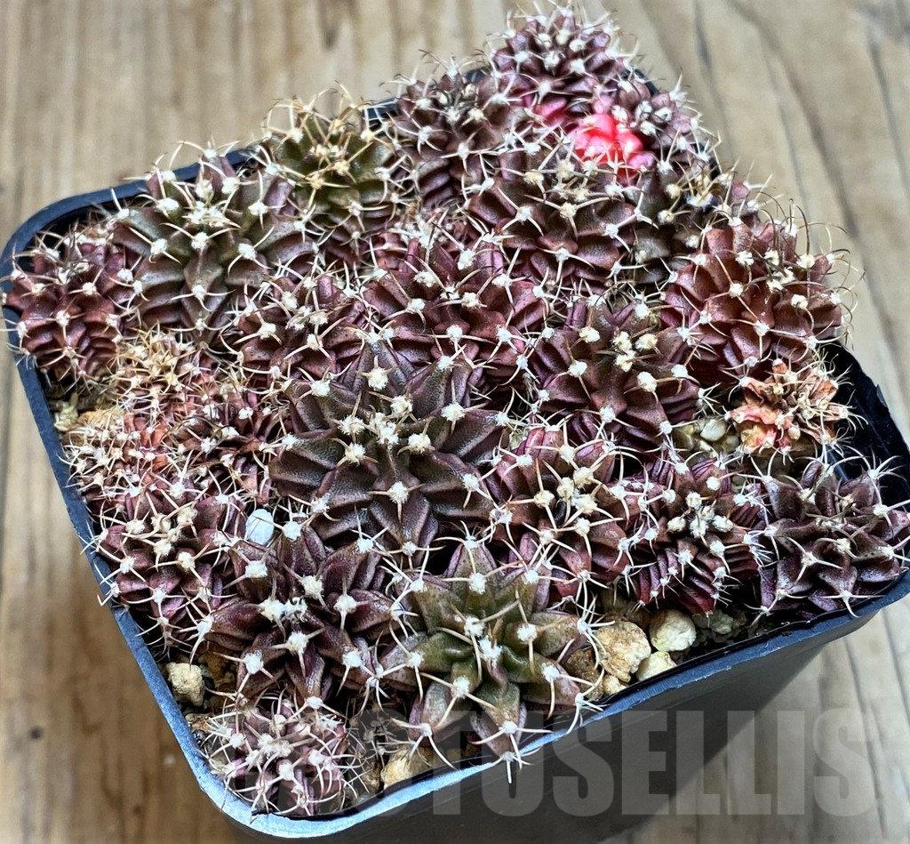 SHPR42821 Gymnocalycium mihanovichii hybrid, mix - Image 2