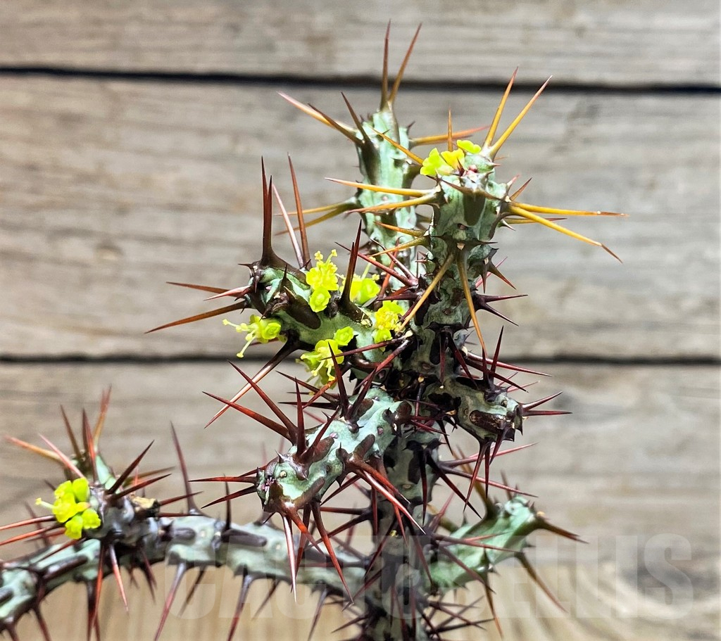 SHPR42822 Euphorbia aeruginosa