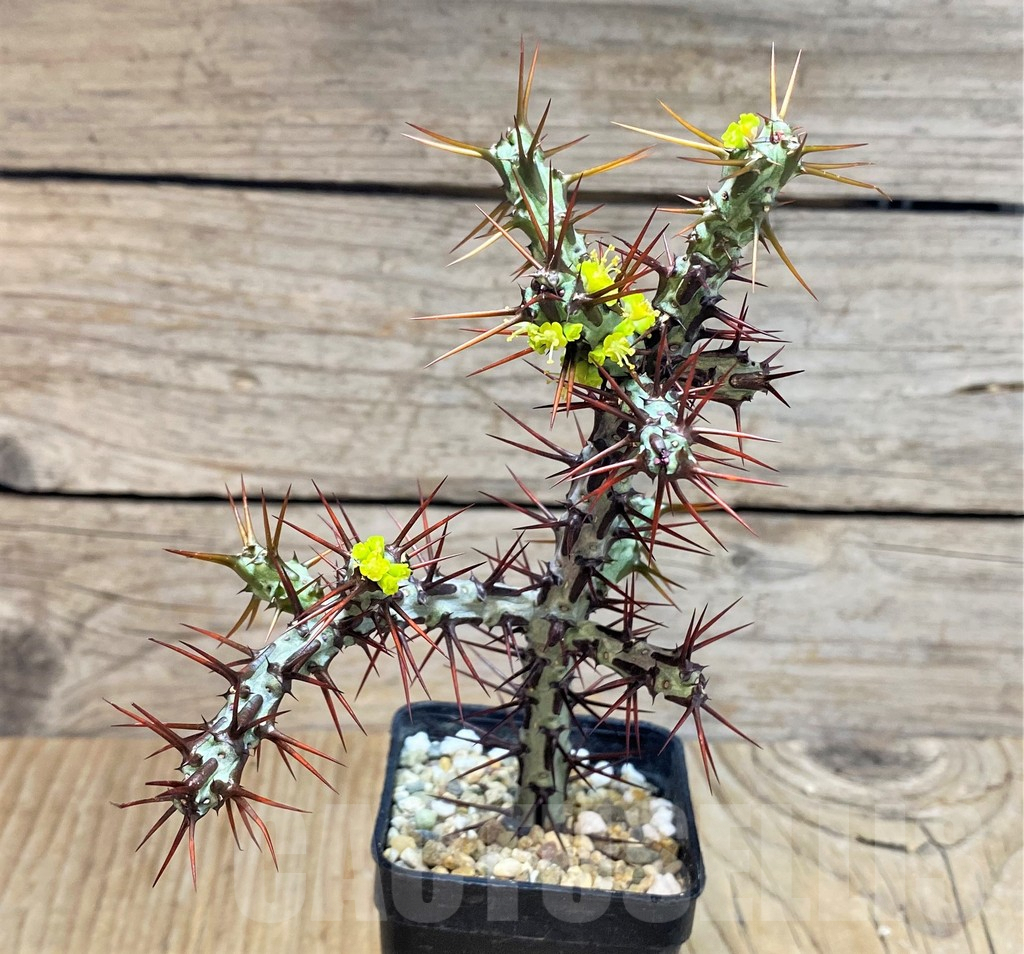 SHPR42822 Euphorbia aeruginosa - Image 2