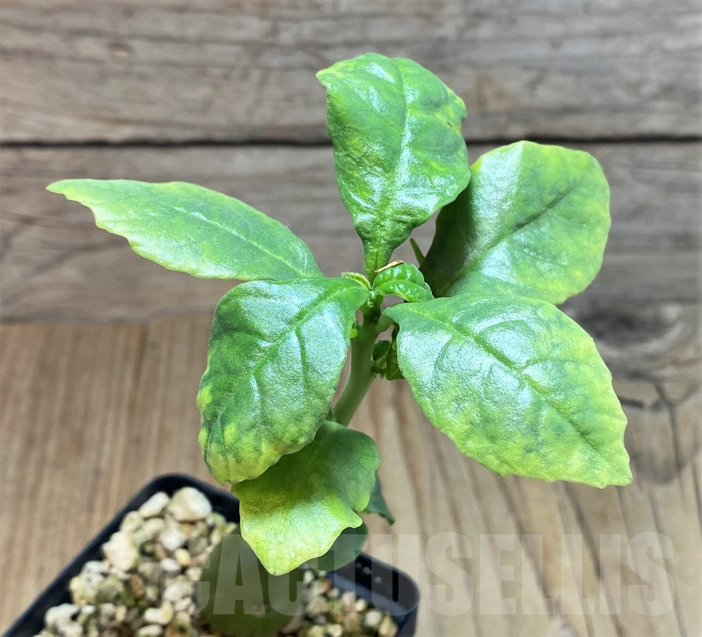 SHPR42823 Dorstenia hildebrandtii