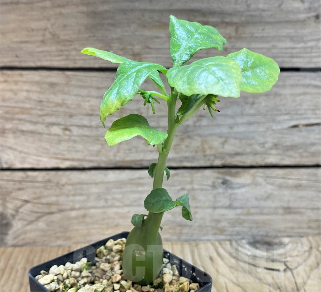 SHPR42823 Dorstenia hildebrandtii - Image 2