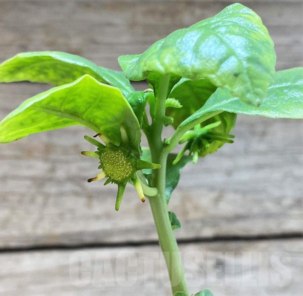 SHPR42823 Dorstenia hildebrandtii - Image 3