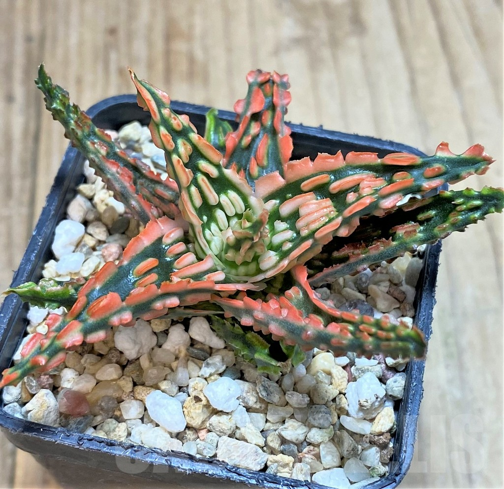 SHPR42784 Aloe TCT hybrid - Image 2