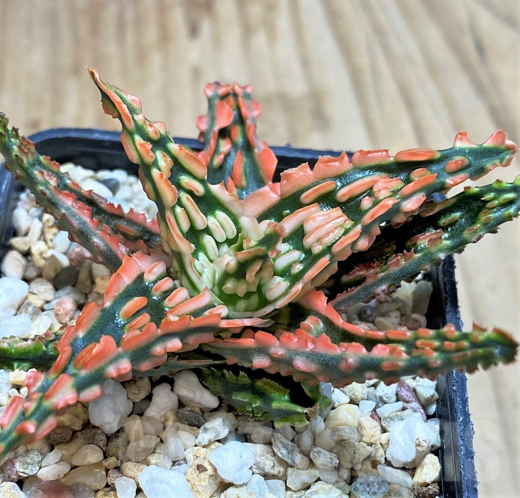SHPR42784 Aloe TCT hybrid