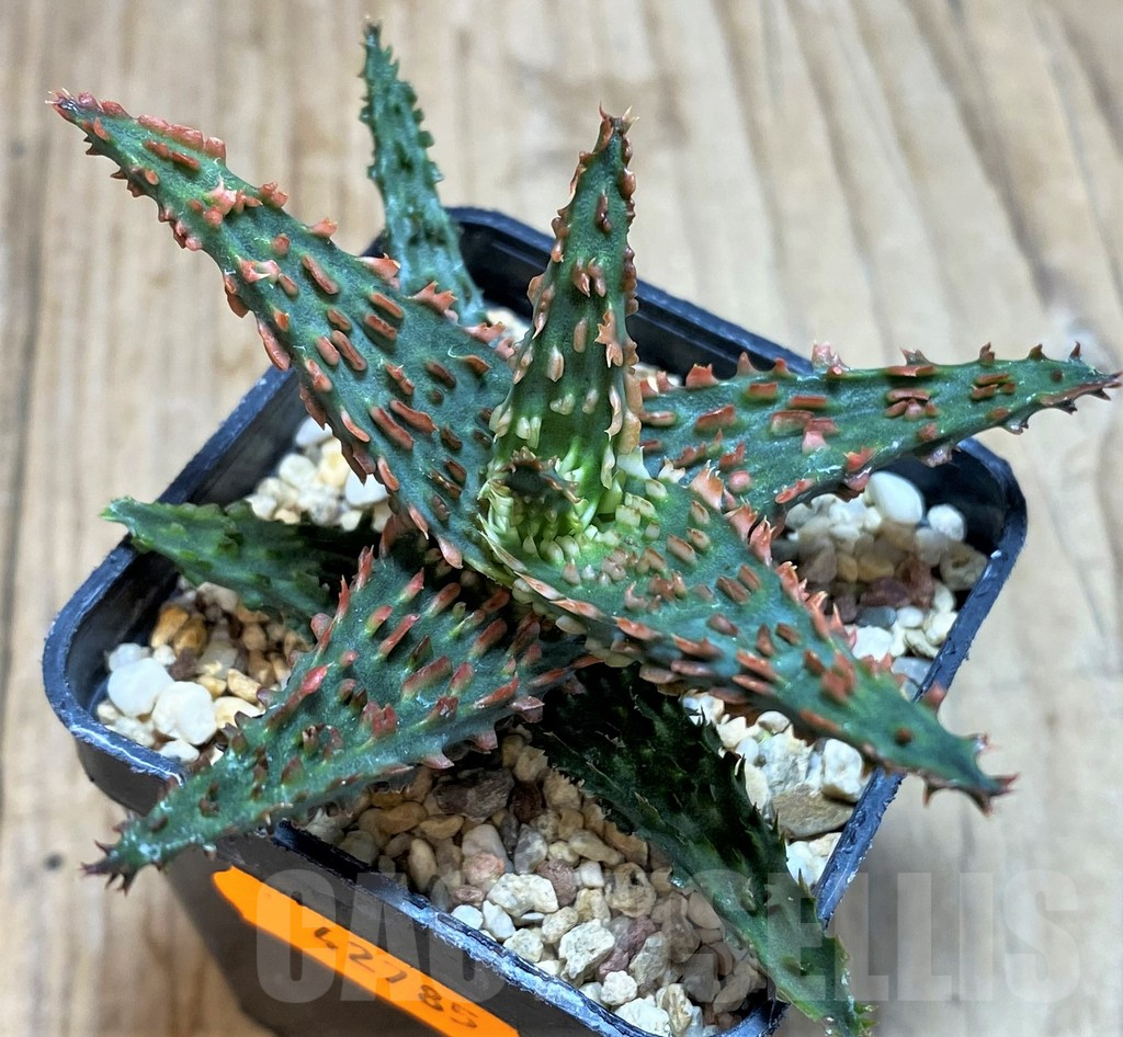 SHPR42785 Aloe TCT hybrid - Image 2