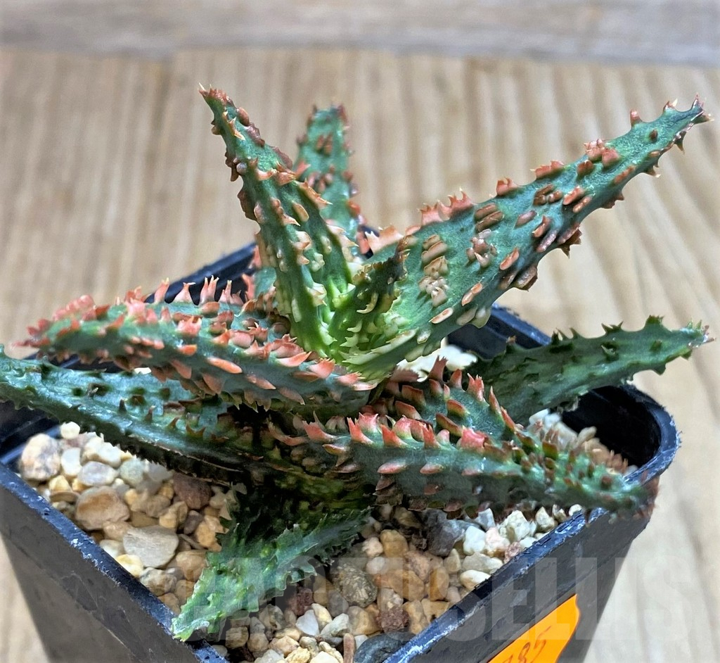 SHPR42785 Aloe TCT hybrid