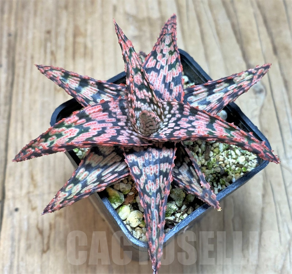 SHPR42780 Aloe hybrid - Image 2