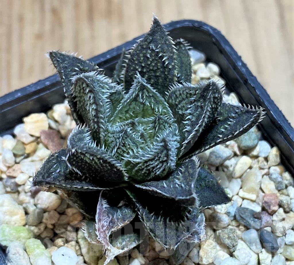 SHPR42787 Haworthia ‘Bunraku’ HKX-3, ex Cactus Nishi – Bild 2