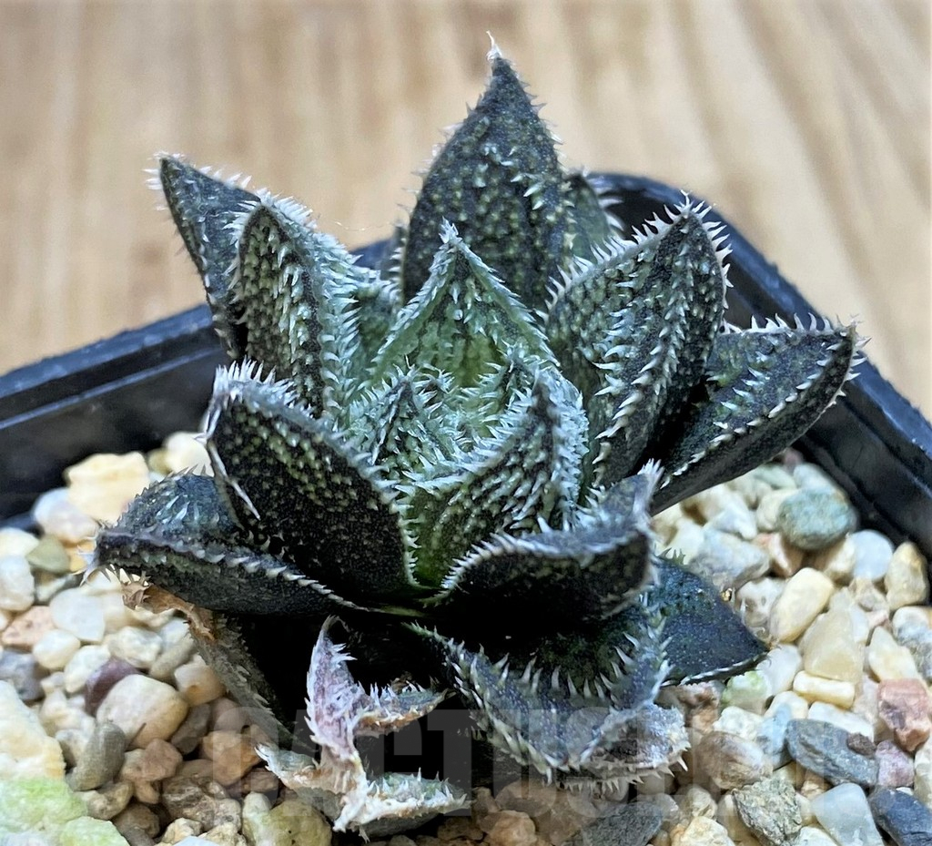 SHPR42787 Haworthia ‘Bunraku’ HKX-3, ex Cactus Nishi