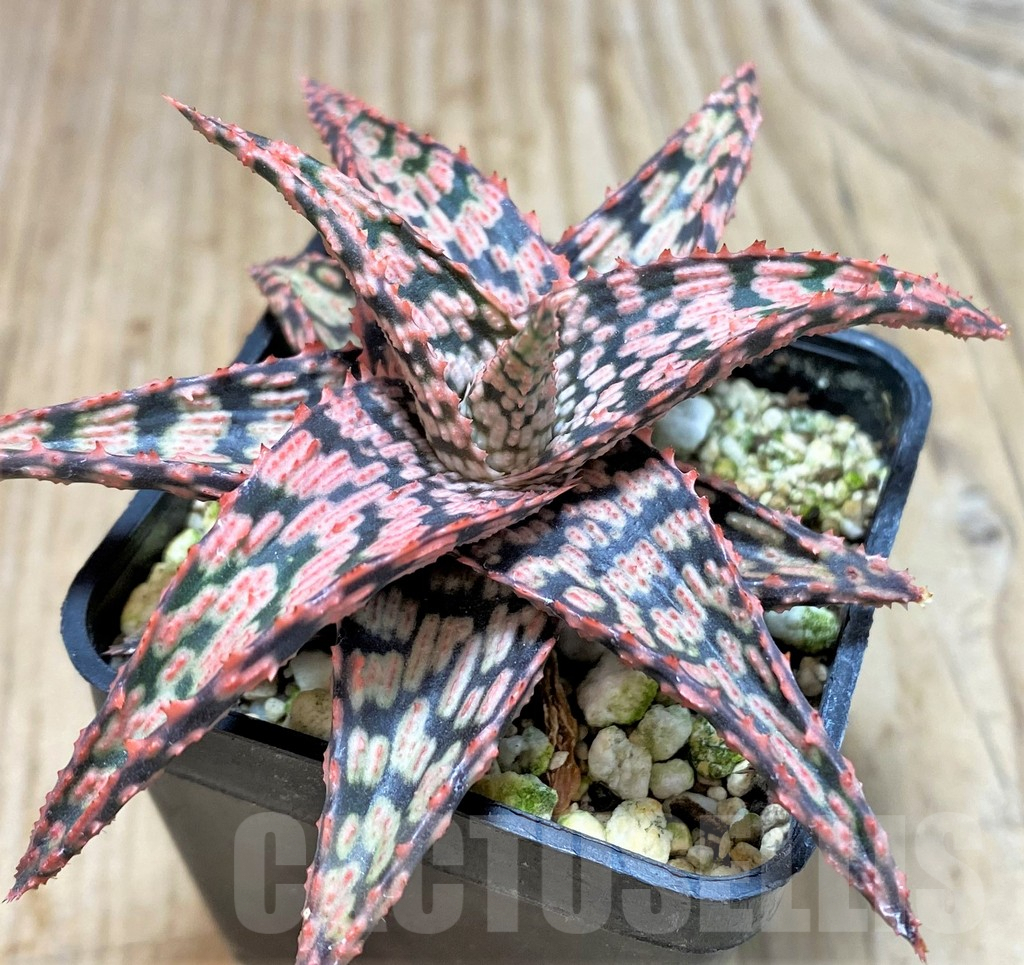 SHPR42780 Aloe hybrid