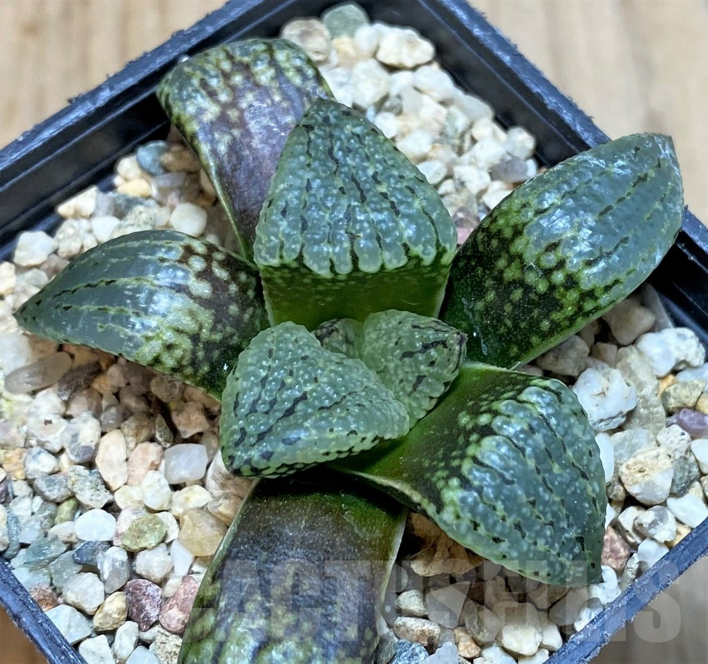 SHPR42792 Haworthia picta -Japan-