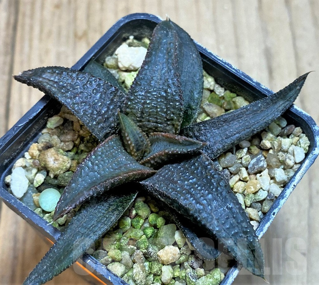 SHPR42796 Haworthia koelmaniorum hybrid