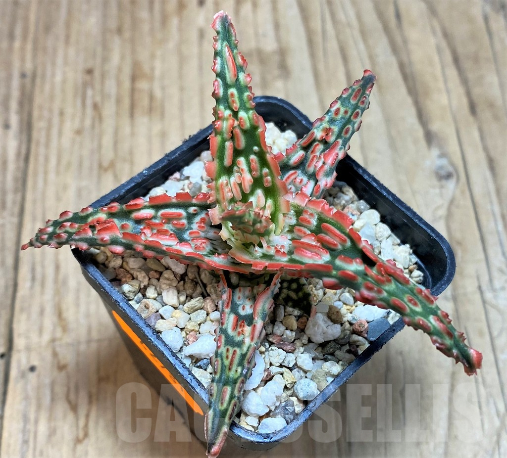 SHPR42781 Aloe TCT hybrid - Image 2