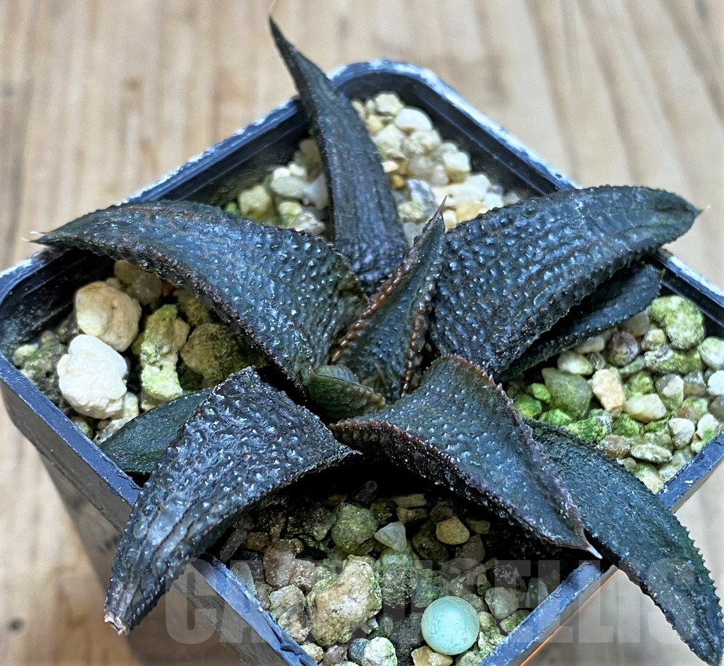 SHPR42796 Haworthia koelmaniorum hybrid - Obrázek 2