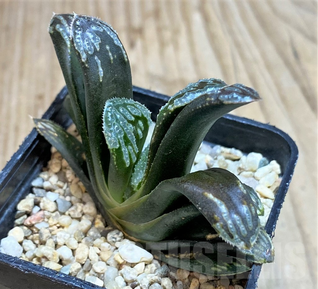 SHPR42798 Haworthia mutica hybrid - Obrázek 3