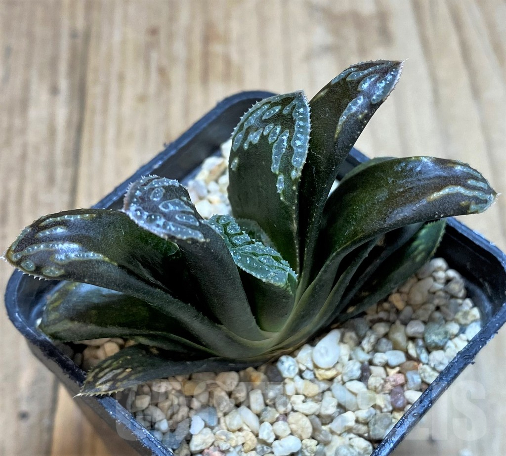SHPR42798 Haworthia mutica hybrid - Obrázek 2