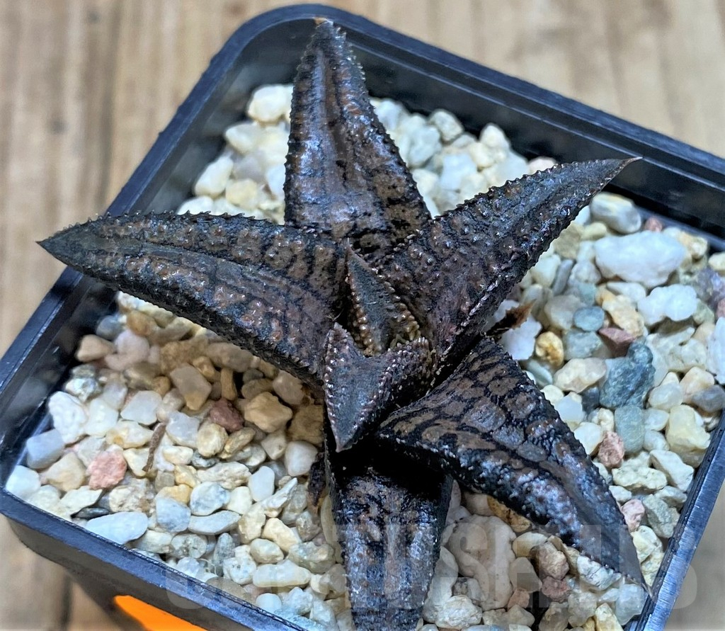 SHPR42799 Haworthia koelmaniorum 'Dragon King'