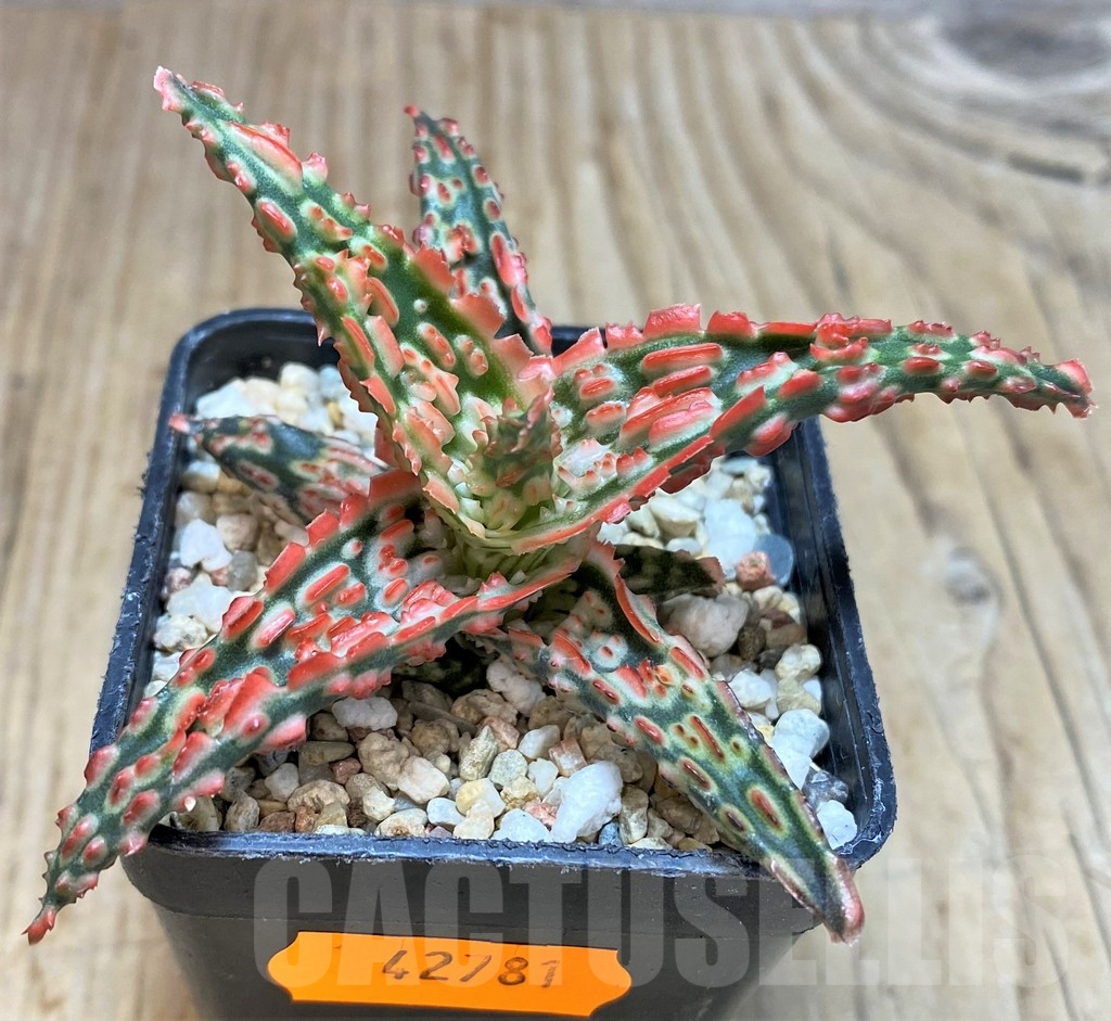 SHPR42781 Aloe TCT hybrid