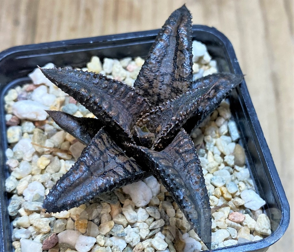 SHPR42799 Haworthia koelmaniorum 'Dragon King' - Зображення 2