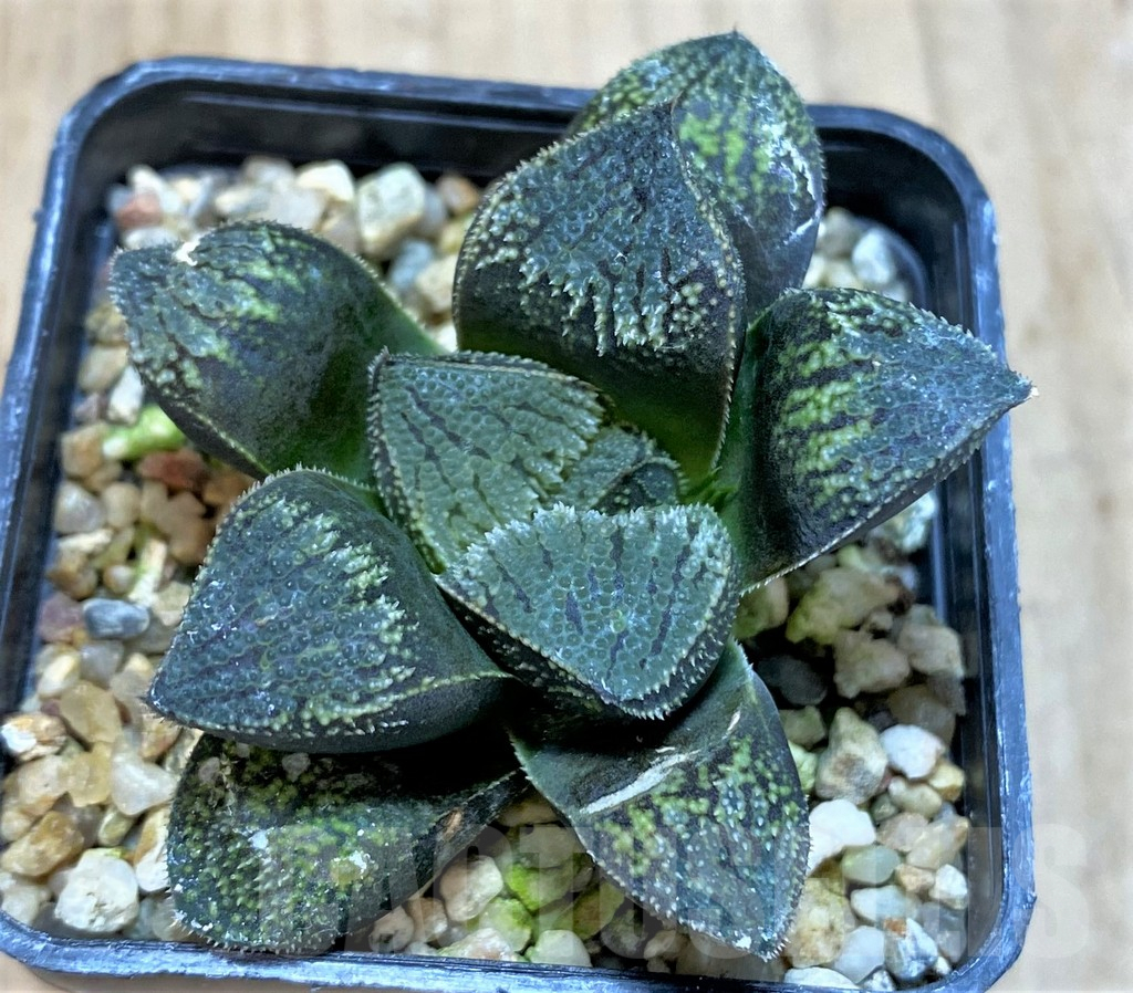 SHPR42801 Haworthia 'Kegazato' hybrid - Image 2