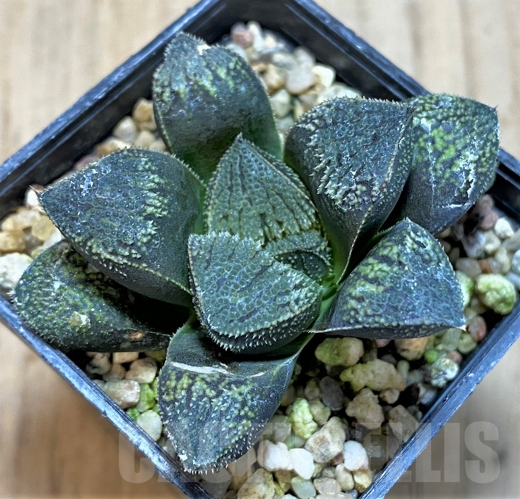SHPR42801 Haworthia 'Kegazato' hybrid