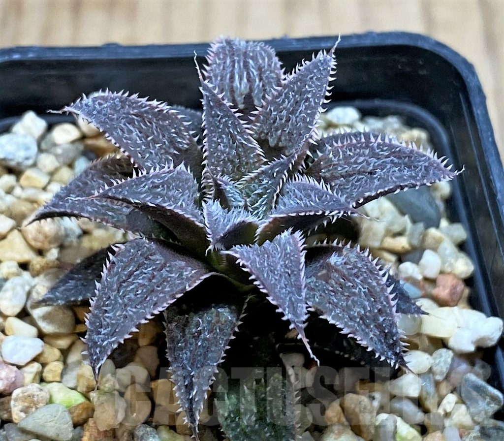 SHPR42802 Haworthia wimii hybrid -Japan-