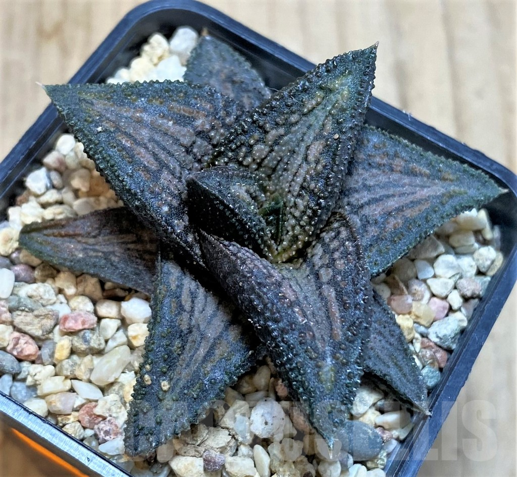 SHPR42803 Haworthia 'Kintaikyo' - Obrázek 2